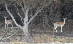 Fallow deer at East Boyd Bay